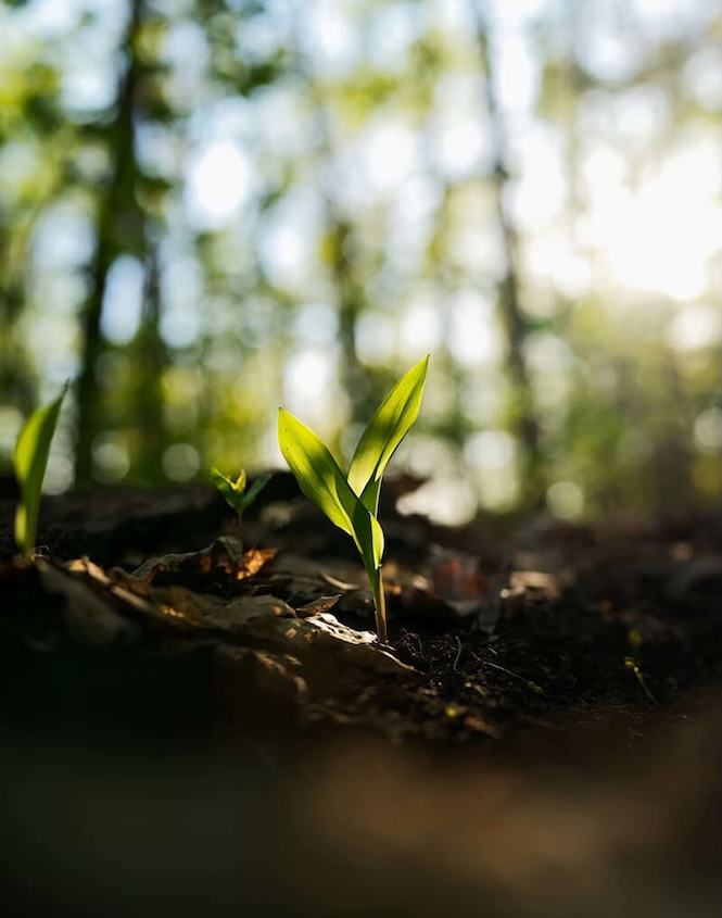 A small green plant seedling sprouting from dark soil in a sunlit forest.